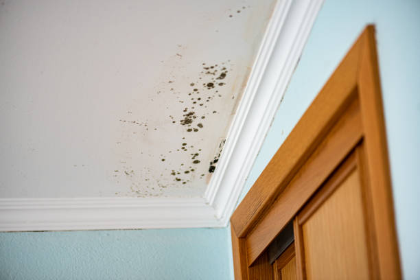 Office Mold Removal Services in St Croix Falls, WI